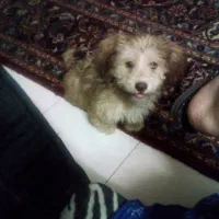 توله شیتزو پاکوتا شیطون بازیگوش واکسنشم زده|سگ|اصفهان, قلعه طبره|دیوار