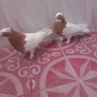 طوق زرد پرتقالی|پرنده|نوبندگان, |دیوار