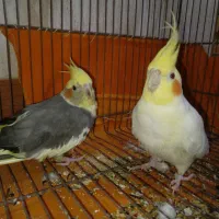 عروس هلندی  مولد