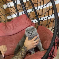 گربه اسکاتیش و بریتیش