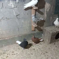 تعداد رسید|پرنده|بندر ماهشهر, |دیوار