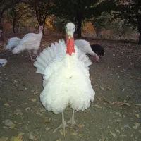 فروش بوقلمون|حیوانات مزرعه|سنندج, |دیوار