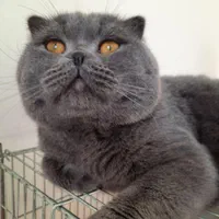 اسکاتیش بلو نر|گربه|کرج, شهرک جهاننما|دیوار