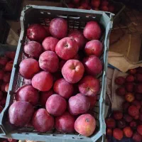فروش سیب قرمز درجه یک