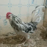 خروس طوسی|حیوانات مزرعه|اصفهان, ناژوان|دیوار