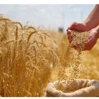 گندم مهرگان درجه یک
