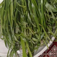 بن سرخ