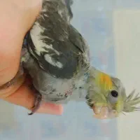 جوجه عروس هلندی|پرنده|شیراز, کوشک میدان|دیوار