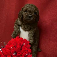 توله سگ های عروسکی خوشکل|سگ|شیراز, جوادیه|دیوار