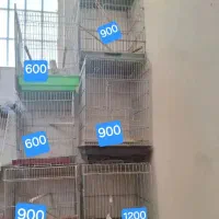 قفس عروس هلندی طوطی راهب جفتی