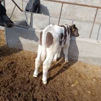 گاو شیری انگوس|حیوانات مزرعه|مهربان, |دیوار