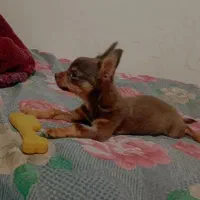 واگذاری سگ شیواوا