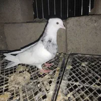 1200|پرنده|کهنوج, |دیوار