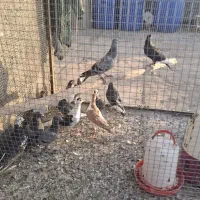 کفتر جوان|پرنده|طرقبه, |دیوار