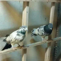 کفترپرشی|پرنده|محمدشهر, زیبادشت|دیوار