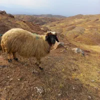 گوسفندداشتی وچاق|حیوانات مزرعه|پلدختر, |دیوار