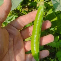 نخود فرنگی نوبرانه محلی