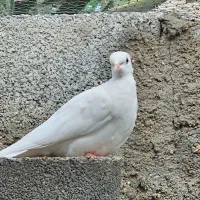 کبوتر خانگی.زینتی|پرنده|بستک, |دیوار