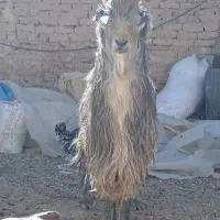 دوبر، پازن، پیشرو|حیوانات مزرعه|دهاقان, |دیوار