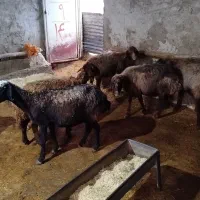 گوسفند ابستن داشتی