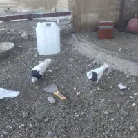 پرنده|پرنده|تربتحیدریه, شهرک ولیعصر|دیوار