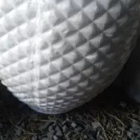 گل وگیاه اپارتمانی وباغچه|گل و گیاه طبیعی|شوش, |دیوار