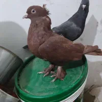 چهار ماده بهبونی|پرنده|شیراز, پانصد دستگاه ارتش|دیوار