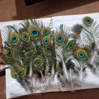 طاووس|حیوانات مزرعه|اردبیل, |دیوار