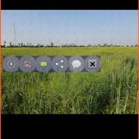 اجاره ۸ هکتار زمین کشاورزی با آب چاه فول|اجارهٔ دفتر صنعتی، کشاورزی، تجاری|برازجان, |دیوار