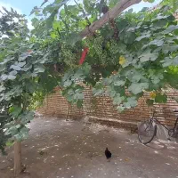 درآمد زائی|فعالیت داوطلبانه|اصفهان, کوی امیریه|دیوار