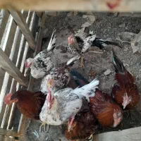 نیمچه مرغ خروس|حیوانات مزرعه|خرمشهر, |دیوار