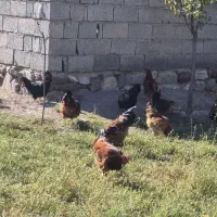 حدودا 40 عدد خروس بچع سالم|حیوانات مزرعه|خوی, |دیوار