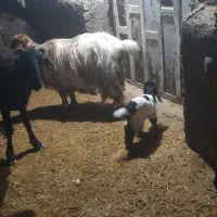 ۲ عددبز بزغاله دار شکم  اول|حیوانات مزرعه|پیشخور, |دیوار