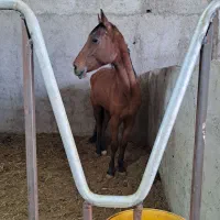 پانسیون و آموزش سوارکاری