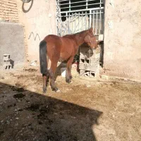 فروش یک اسب نریان دوسال و9ماه هست