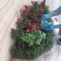 خدمات باغبانی باغچه کاری گلکاری در تمام نقاط تهران|خدمات باغبانی و درختکاری|تهران, جردن|دیوار