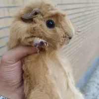 خوکچه هندی ،دوساله ،ماده ، سالم و وسرزنده|موش و خرگوش|اصفهان, برازنده|دیوار