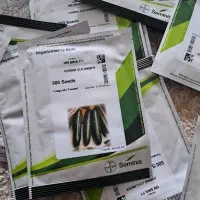 بذر خیار 547 و رویال فرانسه|خدمات باغبانی و درختکاری|عنبرآباد, |دیوار