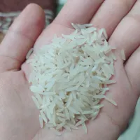 برنج طارم شمال درجه یک|حراج|مبارکه, |دیوار