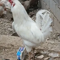 خروس چهل تاج ریشی|حیوانات مزرعه|لردگان, |دیوار