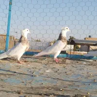 دوتا نر یه ماده خاص|پرنده|سنندج, |دیوار