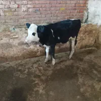 گوساله سمینتال