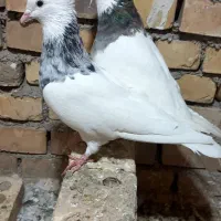 جفت طوقی درجه یک