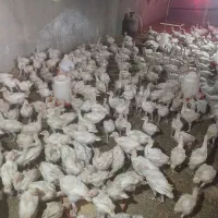 جوجه بوقلمون بیوتی۶