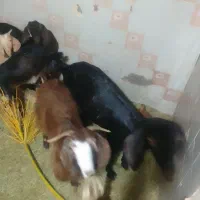گوسفند