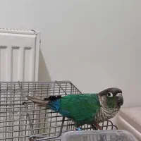 طوطی گیرینچیک تراکوییس نرمال نر