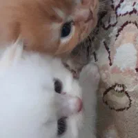 بچه گربه پرشین|گربه|قوچان, |دیوار