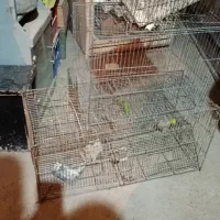 قفس|لوازم جانبی حیوانات|قزوین, |دیوار