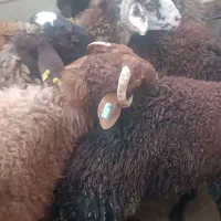 بره نر هفت ماهه همه چاق و سرک دار  کیلویی 420|حیوانات مزرعه|گرگان, |دیوار