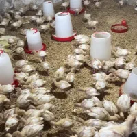 جوجه بوقلمون بیوبی زرین سنگین وزن